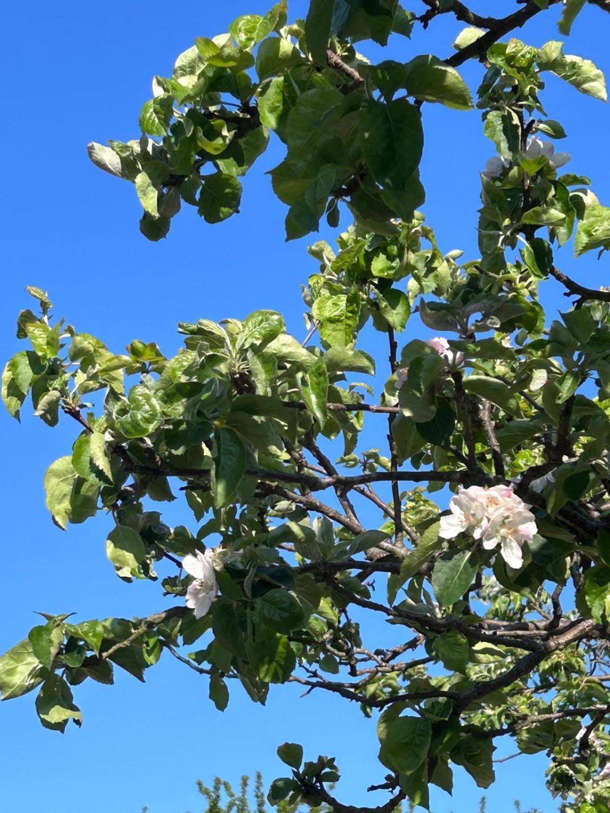 The Apple Tree Daire Chestfield Dış mekan fotoğraf